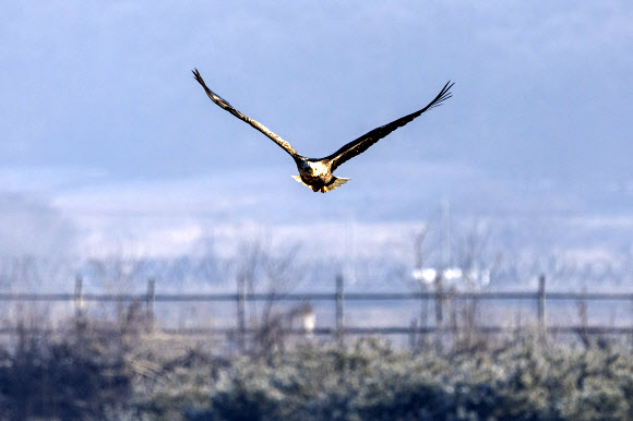 23일 경기도 파주시 문산읍 민간인통제선 인근에서 열린 임진강생태보존회 독수리 방생 및 먹이주기 활동에서 흰꼬리수리가 독수리 무리 인근을 비행하고 있다. 2025.1.23  연합뉴스