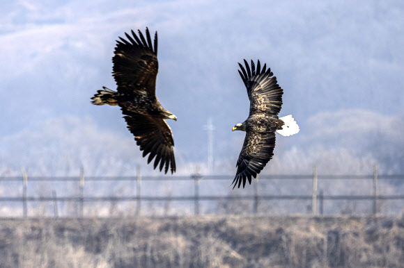 23일 경기도 파주시 문산읍 민간인통제선 인근에서 열린 임진강생태보존회 독수리 방생 및 먹이주기 활동에서 흰꼬리수리가 독수리 무리 인근을 비행하고 있다. 2025.1.23  연합뉴스