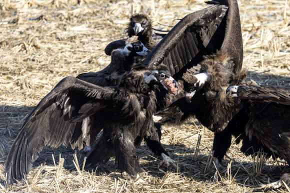23일 경기도 파주시 문산읍 민간인통제선 인근에서 열린 임진강생태보존회 독수리 방생 및 먹이주기 활동에서 독수리들이 먹이를 다투고 있다. 2025.1.23  연합뉴스