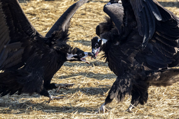 23일 경기도 파주시 문산읍 민간인통제선 인근에서 열린 임진강생태보존회 독수리 방생 및 먹이주기 활동에서 독수리들이 먹이를 다투고 있다. 2025.1.23  연합뉴스