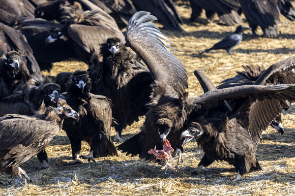 23일 경기도 파주시 문산읍 민간인통제선 인근에서 열린 임진강생태보존회 독수리 방생 및 먹이주기 활동에서 독수리들이 앞다퉈 고기를 먹고 있다. 2025.1.23  연합뉴스