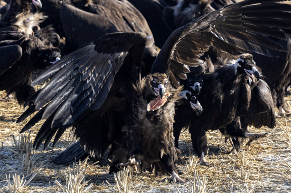23일 경기도 파주시 문산읍 민간인통제선 인근에서 열린 임진강생태보존회 독수리 방생 및 먹이주기 활동에서 독수리가 먹이를 물고 있다. 2025.1.23  연합뉴스