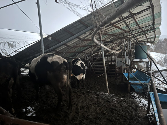 대설특보가 발효된 가운데 많은 눈이 내린 28일 충남 당진시 정미면의 젖소농장 축사 지붕 496㎡가 무너져 있다. 다행히 이 농장에서 사육하는 젖소 94마리는 별다른 피해를 보지 않았다. 2025.1.28. 당진시 제공