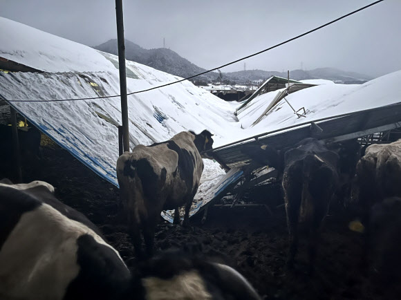 대설특보가 발효된 가운데 많은 눈이 내린 28일 충남 당진시 정미면의 젖소농장 축사 지붕 496㎡가 무너져 있다. 다행히 이 농장에서 사육하는 젖소 94마리는 별다른 피해를 보지 않았다. 2025.1.28. 당진시 제공