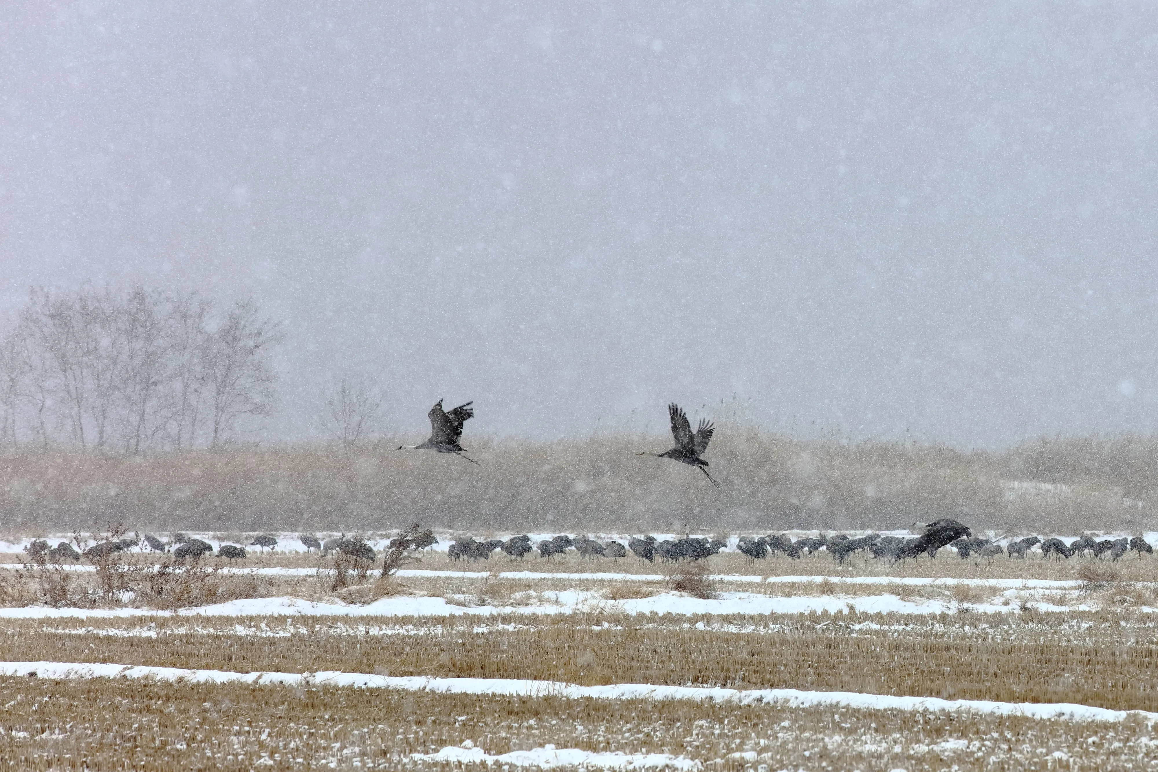순천만습지 설경