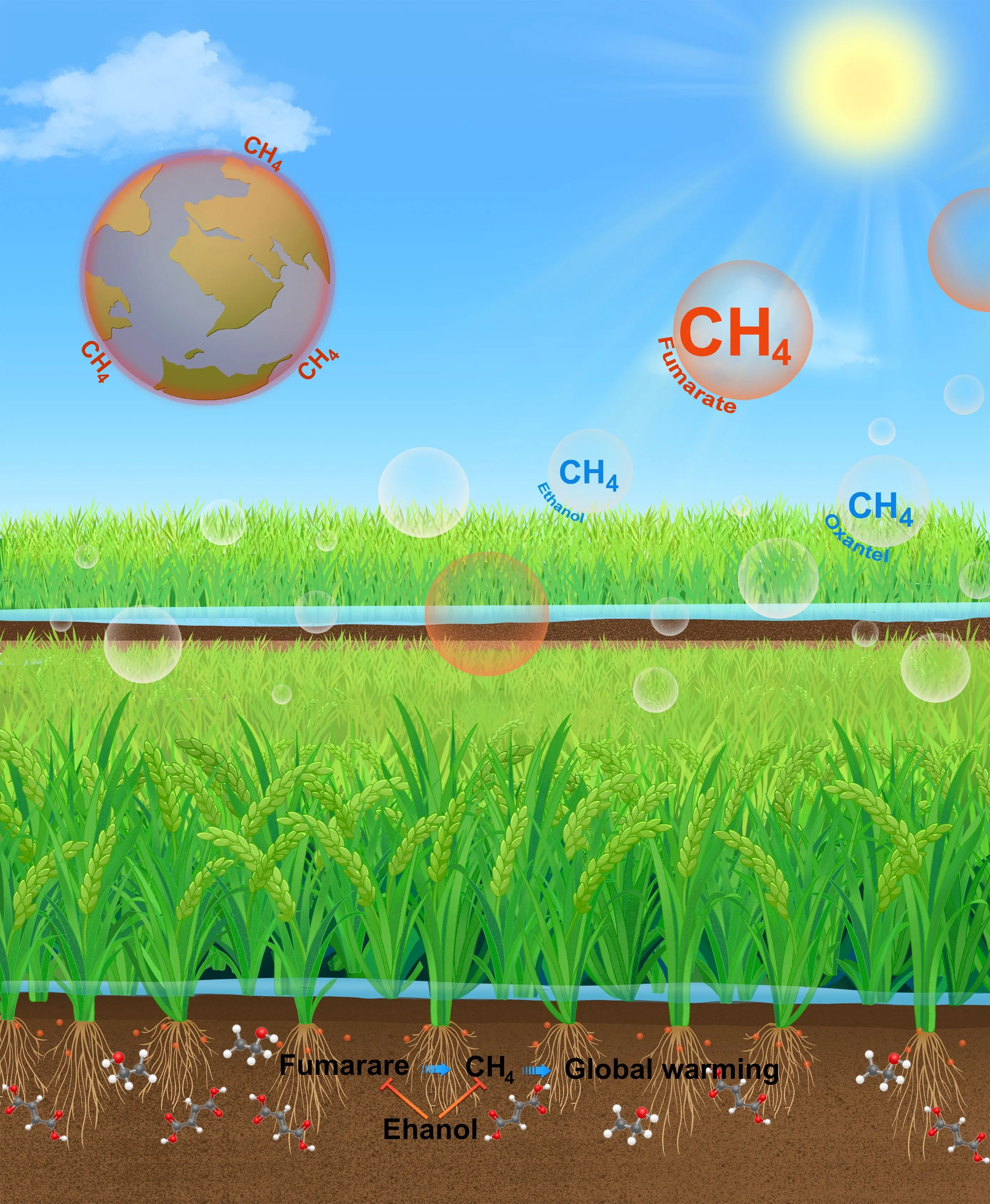 푸마르산염과 에탄올은 벼를 재배하는 논에서 메탄 배출을 조절하는 데 중요한 역할을 하는 것으로 밝혀졌다.

중국 후난 농업대 제공