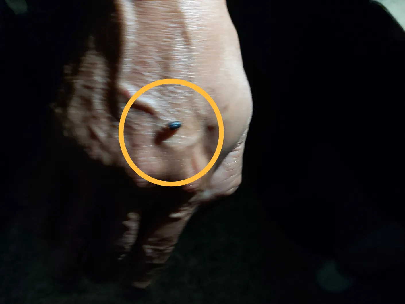 제주도 한림읍 비양도에서 발견된 귤빛깔을 내는 반딧불이. 비양도마을주민 제공