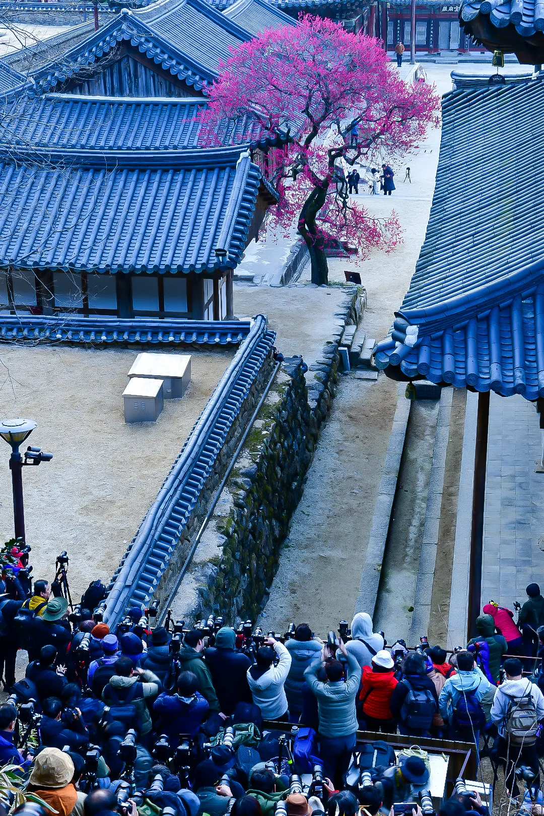 ‘제5회 구례 화엄사 화엄매’ 홍매화∙들매화 프로사진 및 휴대폰 카메라 사진 콘테스트가 다음달 10일부터 30일까지 열린다.