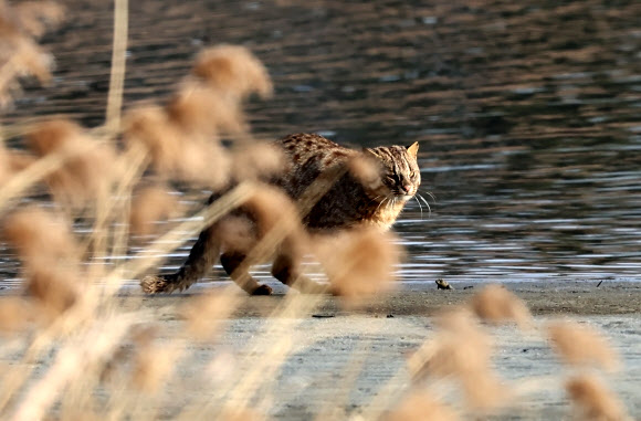 우수인 18일 강원 강릉시 남대천 갈대숲에서 환경부 멸종위기 야생생물 Ⅱ급인 삵이 먹잇감을 노리고 있다. 삵은 우리나라 생태계 먹이사슬의 최상위 포식자다. 2025.2.18  연합뉴스