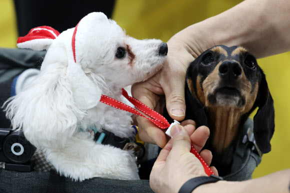 ‘나 이쁘개?’