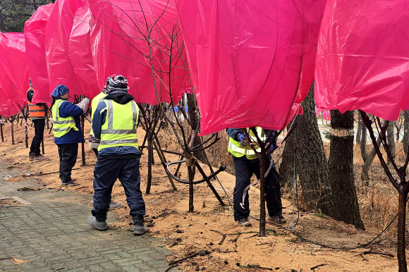 전남 신안군 임자도 홍매화축제장에서 지난 6일 축제 개막을 하루 앞두고 방풍막 제거 작업이 이뤄지고 있다. 신안군은 2월 기습한파 탓에 홍매화 개화가 축제 일정보다 늦어질 것을 우려해 나무에 방풍막을 씌워 보온에 신경 썼다. 2025.3.7  전남 신안군 제공