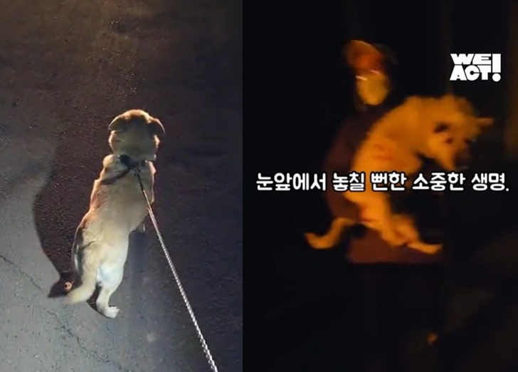 동물보호단체 ‘위액트’가 경북 북부 산불 피해 지역에서 목줄에 묶인 채 대피하지 못한 반려동물들을 구조하고 있다. 자료 : 위액트 인스타그램