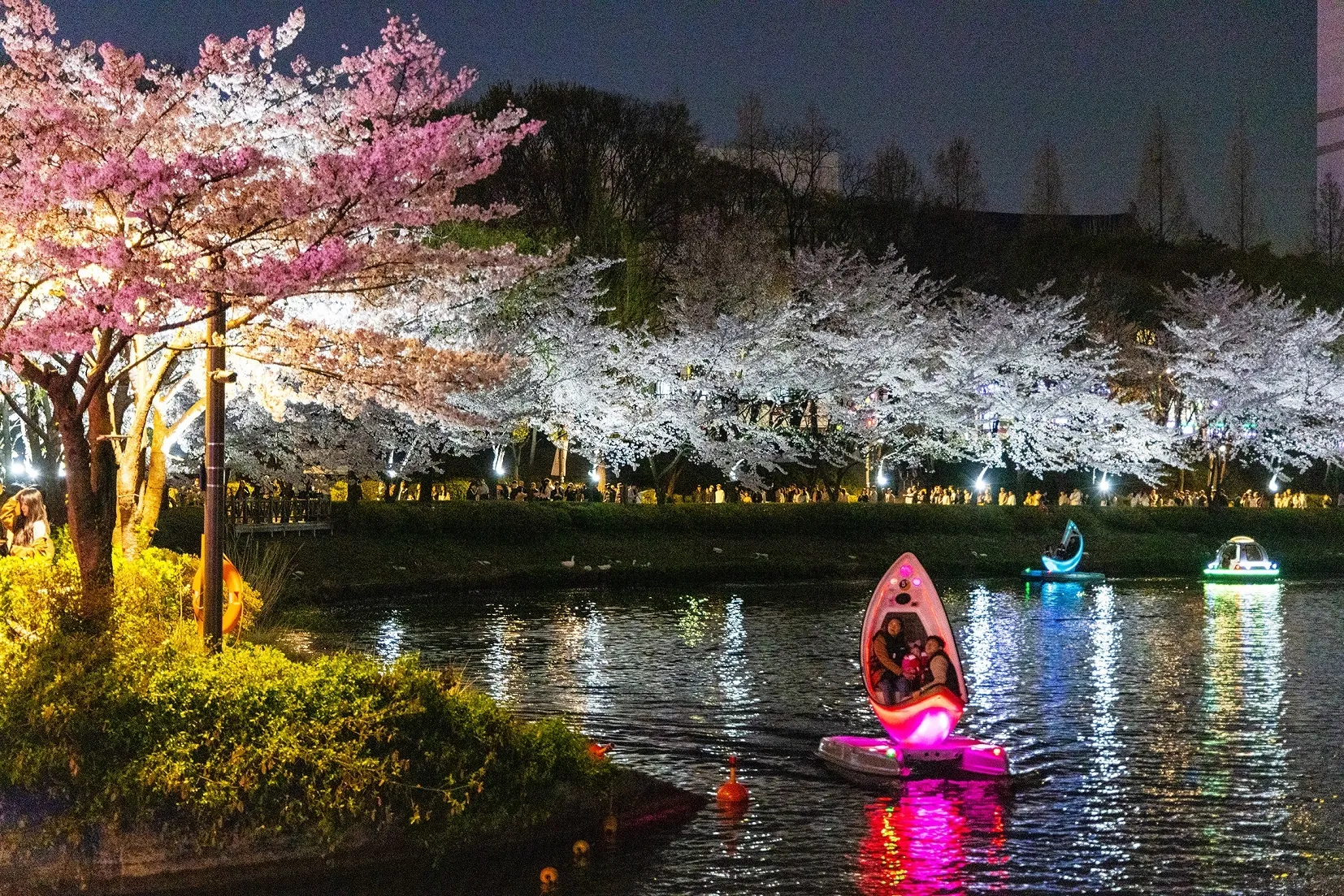 송파구 석촌호수에 벚꽃이 핀 모습.
송파구 제공
