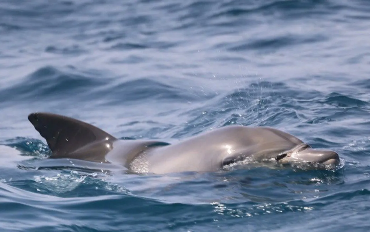 핫핑크돌핀스 제공