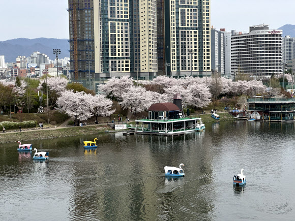 공지천에 오리배 ‘둥둥’