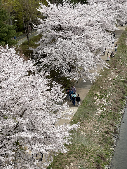 벚꽃 배경 삼아 산책 즐기는 시민들