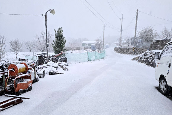 14일 새벽 경북 경주시 산내면 대현리에 눈이 내리고 있다. 이날 오전 4시 30분부터 약 3시간 동안 3㎝의 눈이 쌓였다가 기온이 오르면서 녹았다. 경주시는 4월 중순에 눈이 내린 것은 이례적이라고 밝혔다. 2025.4.14  경주시 제공