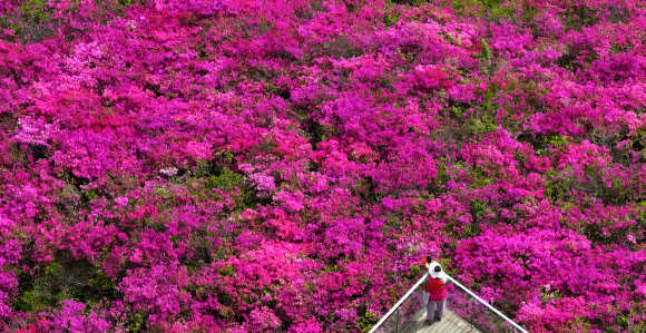 대구지역의 낮 최고기온이 27도까지 오를 것으로 예상되며 초여름 날씨를 보인 17일 대구 서구 와룡산에 영산홍이 만개해 있다. 2025.4.17 연합뉴스