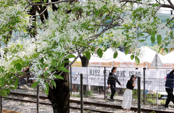 26일 전북 전주시 덕진구 팔복동 철길 양옆으로 이팝나무가 흐드러지게 피어있다. 전주시는 이날부터 이팝나무철길을 한시적으로 개방했다. 2025.4.26  연합뉴스