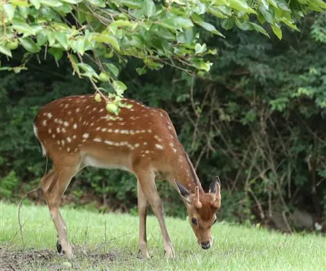 2020년 7월 27일 대전 유성구 국립대전현충원에서 꽃사슴이 여유로운 시간을 보내고 있다. 뉴스1