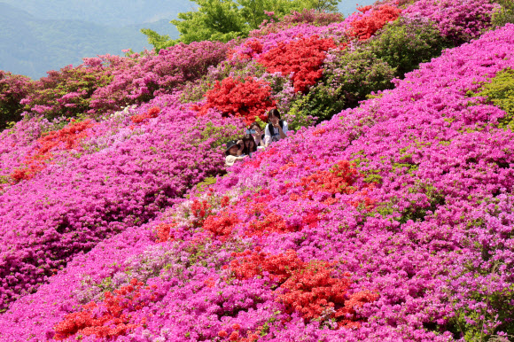 화창한 날씨를 보인 30일 부산 부산진구 백양산 정상 부근에 조성된 철쭉 군락지를 찾은 시민들이 꽃을 감상하고 있다. 부산진구는 1990년 12월에 발생한 산불로 민둥산이 된 백양산 정상 부근에 2007년부터 철쭉을 식재하고 산책길을 조성해 매년 4~5월 많은 탐방객이 찾아오고 있다. 2025.4.30. 연합뉴스