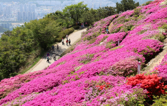 화창한 날씨를 보인 30일 부산 부산진구 백양산 정상 부근에 조성된 철쭉 군락지를 찾은 시민들이 꽃을 감상하고 있다. 부산진구는 1990년 12월에 발생한 산불로 민둥산이 된 백양산 정상 부근에 2007년부터 철쭉을 식재하고 산책길을 조성해 매년 4~5월 많은 탐방객이 찾아오고 있다. 2025.4.30. 연합뉴스