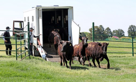 30일 오후 제주시 용강동 제주마방목지에서 제주도 축산생명연구원 관계자들이 천연기념물 제주흑우를 방목하고 있다. 2025.4.30. 연합뉴스