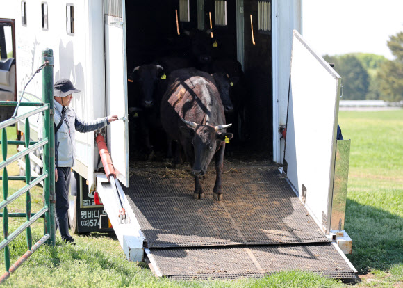 30일 오후 제주시 용강동 제주마방목지에서 제주도 축산생명연구원 관계자들이 천연기념물 제주흑우를 방목하고 있다. 2025.4.30. 연합뉴스