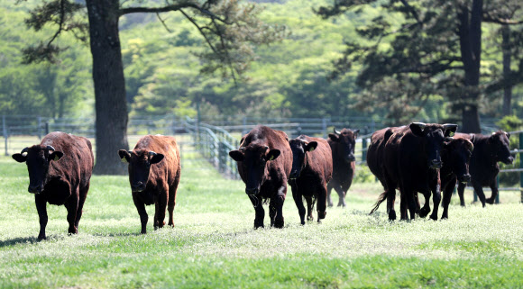 30일 오후 제주시 용강동 제주마방목지에서 방목된 천연기념물 제주흑우가 초원을 달리고 있다. 2025.4.30. 연합뉴스