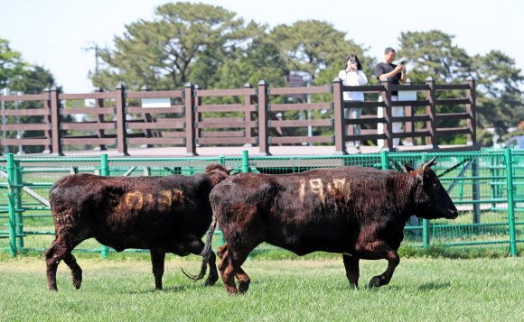 30일 오후 제주시 용강동 제주마방목지에서 방목된 천연기념물 제주흑우가 초원을 달리고 있다. 2025.4.30. 연합뉴스