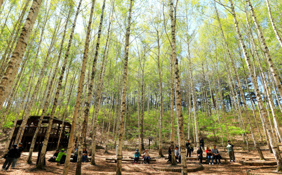 5월의 황금연휴 마지막 날인 6일 강원 인제군 남면 원대리 자작나무숲을 찾은 탐방객이 초록 옷을 갈아입은 숲에서 봄 정취를 만끽하고 있다. 2025.5.6 인제군 제공