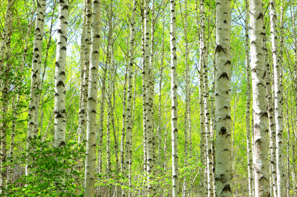 5월의 황금연휴 마지막 날인 6일 강원 인제군 남면 원대리 자작나무숲이 초록 옷을 갈아입고 봄 정취를 물씬 풍기고 있다. 2025.5.6 인제군 제공