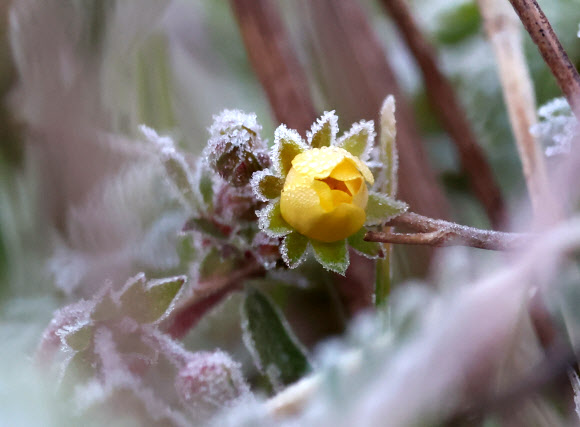 대관령의 아침 최저기온이 영하 2도 가까이 떨어진 7일 강원 강릉시 대관령 도로변 풀숲에 서리가 내려앉았다. 2025.5.7. 연합뉴스