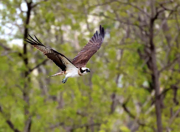 7일 강원 강릉시 남대천에 주로 가을에 우리나라를 찾는 나그네새 물수리(멸종위기 야생생물 2급)가 찾아와 며칠째 머물고 있어 눈길을 끌고 있다. 2025.5.7. 연합뉴스