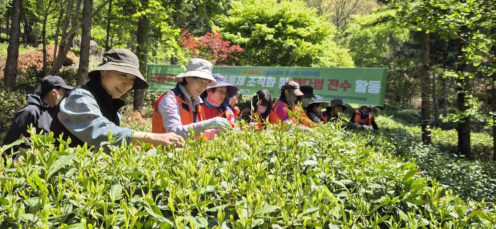 장미향 고려천태국제선차연구보존회 이사장과 김미영 전남소비자교육 순천지회장 등이 차잎을 따고 있다.
