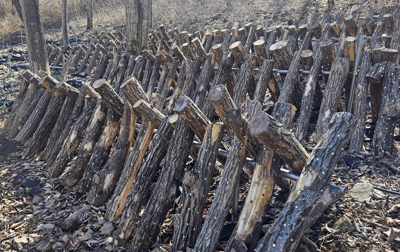 표고 재배환경  (사진-인제군산림조합 )