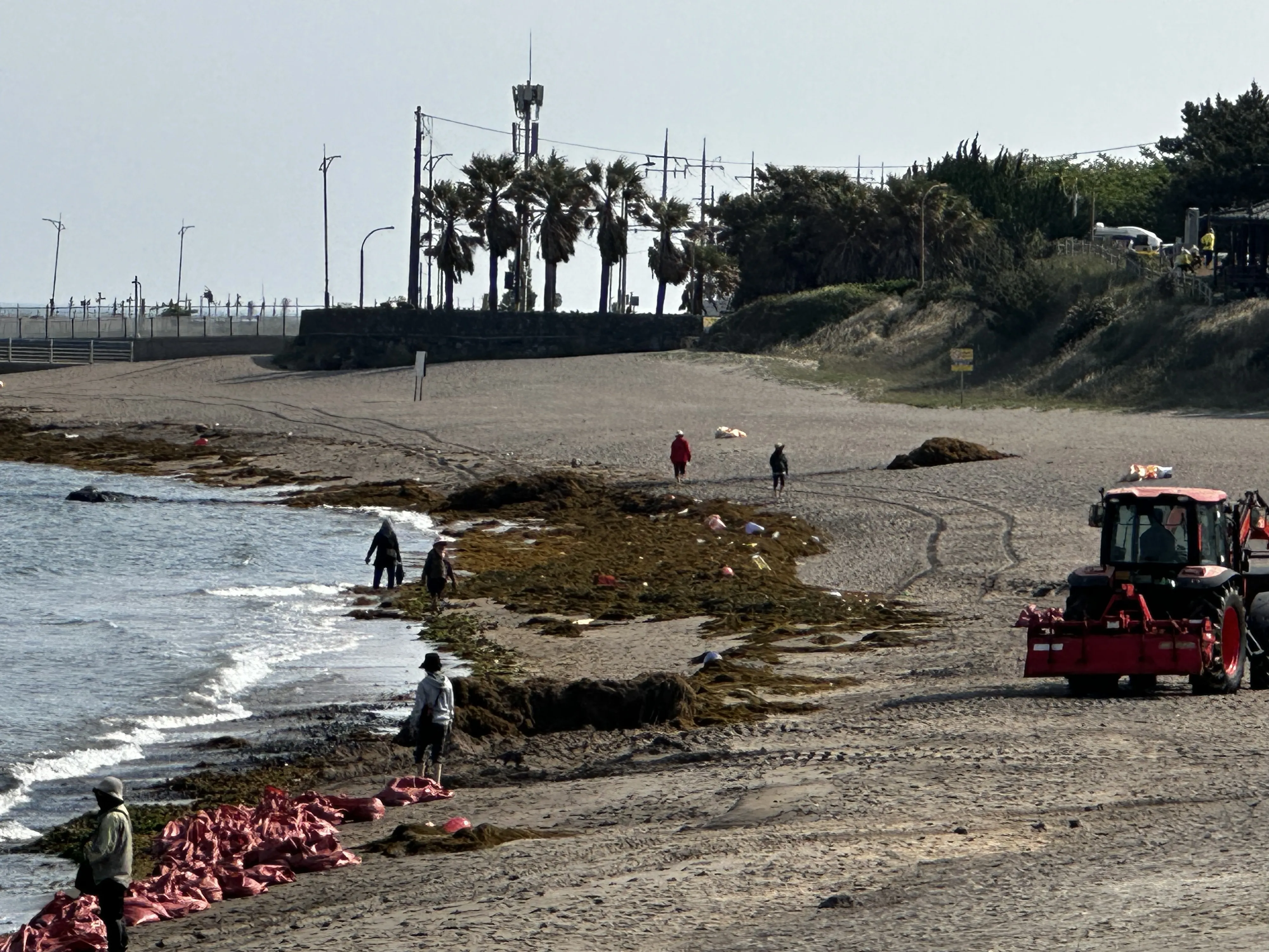 12일 이호테우해변에서 바다환경지킴이들이 해안에 밀려든 괭생이모자반 수거작업을 하고 있다. 독자 제공