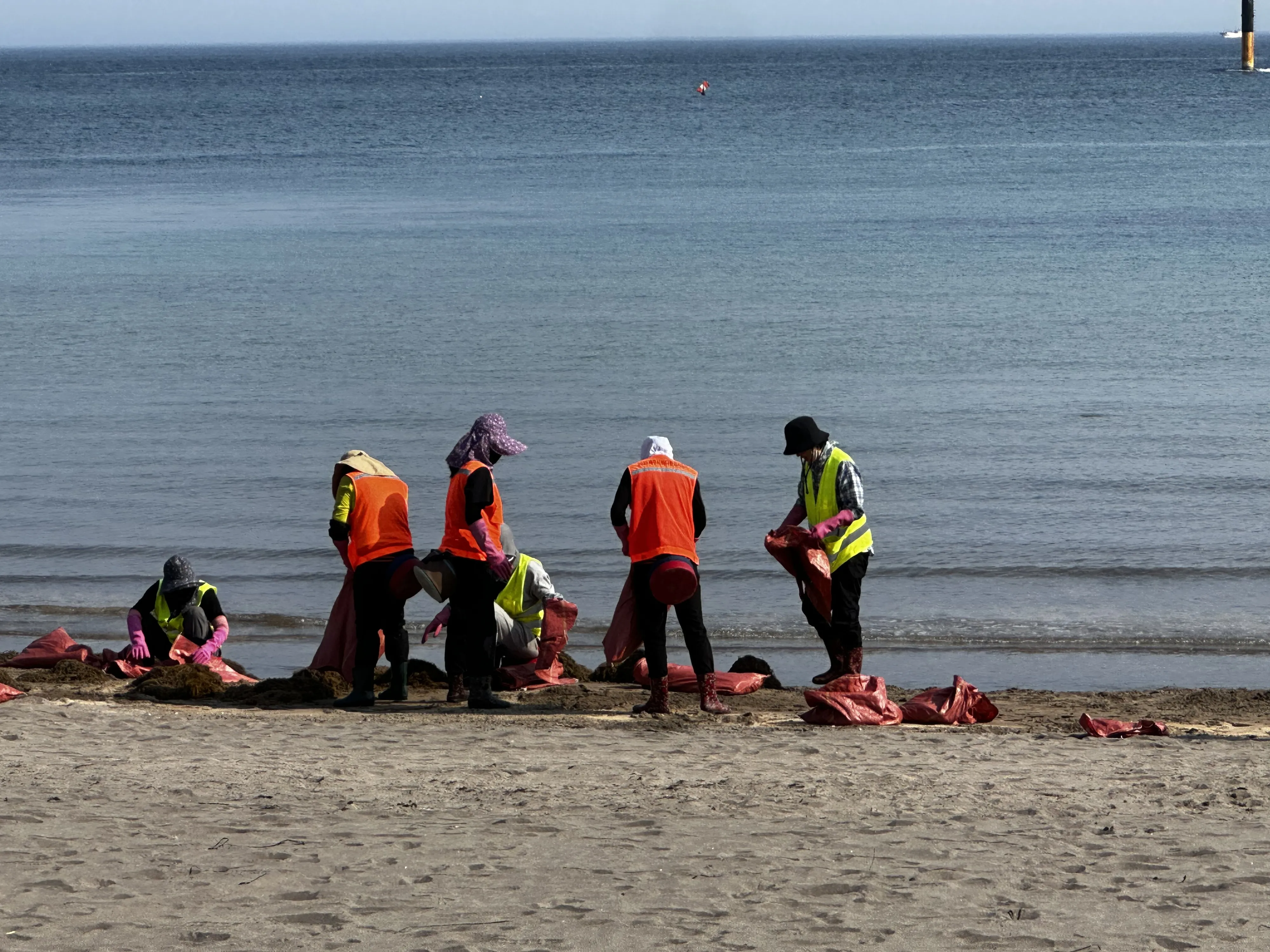 12일 이호테우해변에서 바다환경지킴이들이 해안에 말려든 괭생이모자반을 수거하고 있다. 독자 제공