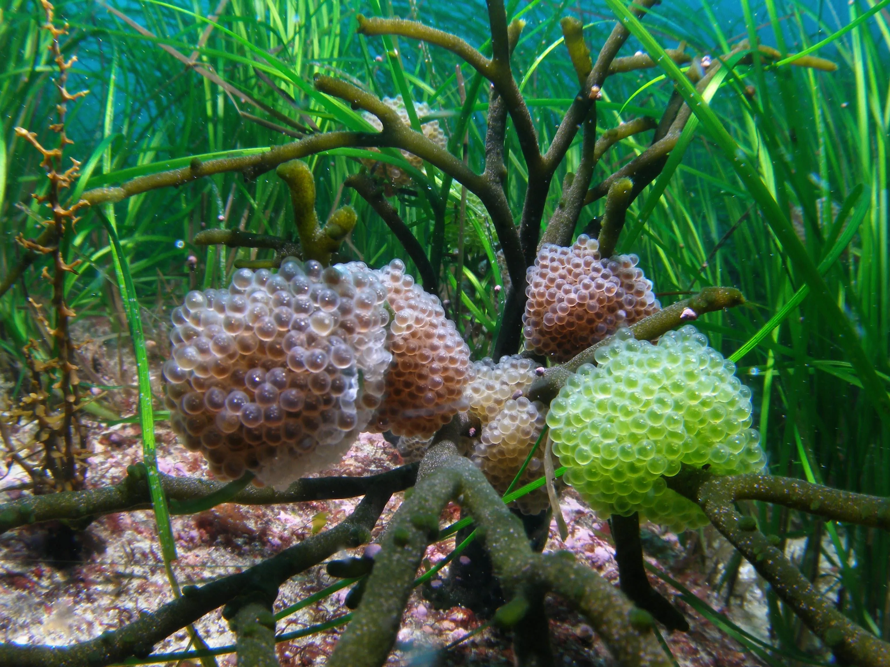 해조류에 부착된 도루묵 알/ 국립수산과학원