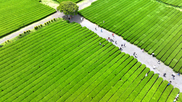 14일 오전 제주 서귀포시 안덕면 서광리 오설록 서광차밭을 찾은 관광객들이 오월의 신록을 즐기고 있다. 2025.5.14  연합뉴스