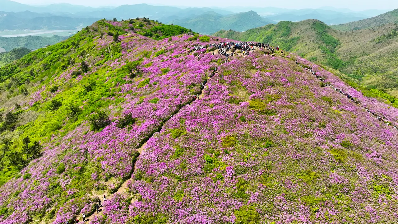 제21회 일림산 철쭉문화행사 기간 5만여명의 상춘객 발길을 잡은 일림산 철쭉 능선.
보성군 제공