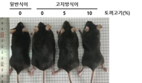 토끼고기 급여에 따른 마우스 외관 차이. 농촌진흥청 제공