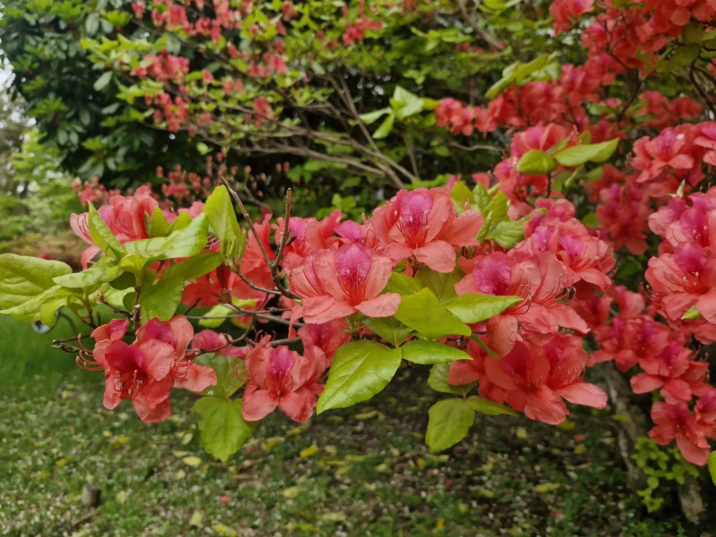 제주도 상징 꽃 참꽃이 어리목 탐방로 일대에서 피기 시작했다. 한라산국립공원관리소 제공