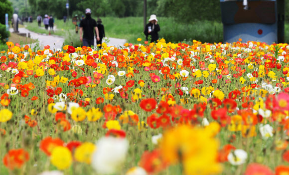 초여름 날씨를 보인 20일 경기도 오산시 오산천에서 시민들이 활짝 핀 꽃양귀비를 보며 산책하고 있다. 2025.5.20  연합뉴스