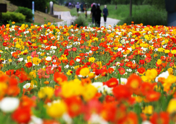 초여름 날씨를 보인 20일 경기도 오산시 오산천에서 시민들이 활짝 핀 꽃양귀비를 보며 산책하고 있다. 2025.5.20  연합뉴스