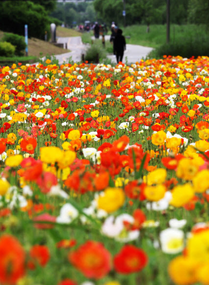 초여름 날씨를 보인 20일 경기도 오산시 오산천에서 시민들이 활짝 핀 꽃양귀비를 보며 산책하고 있다. 2025.5.20  연합뉴스