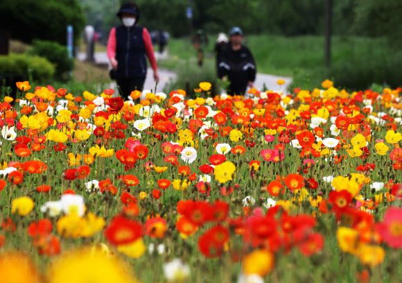 초여름 날씨를 보인 20일 경기도 오산시 오산천에서 시민들이 활짝 핀 꽃양귀비를 보며 산책하고 있다. 2025.5.20  연합뉴스