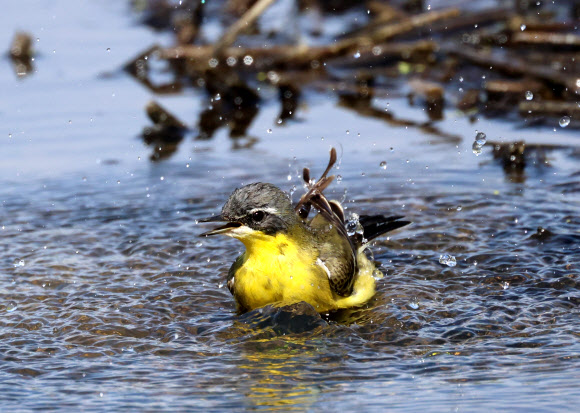 무더위에 목욕하는 노랑할미새