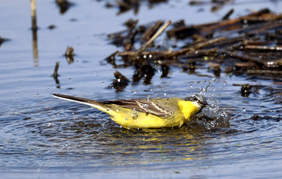 노랑할미새의 목욕…강릉시 경포습지