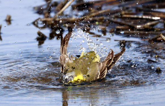 무더위에 목욕하는 노랑할미새